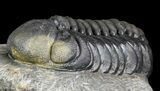 Austerops Trilobite - Great Eyes #46703-4